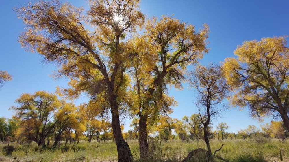 Desert poplar (huYang) trees, a hallmark of Xinjiang's dry river valleys