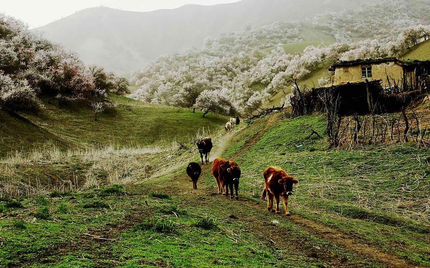 Yili apricot blossom valley