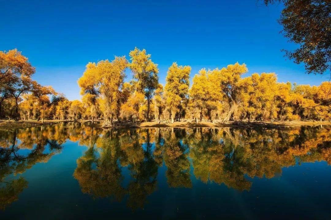 Highway between Xinjiang's poplar forest and the Gobi