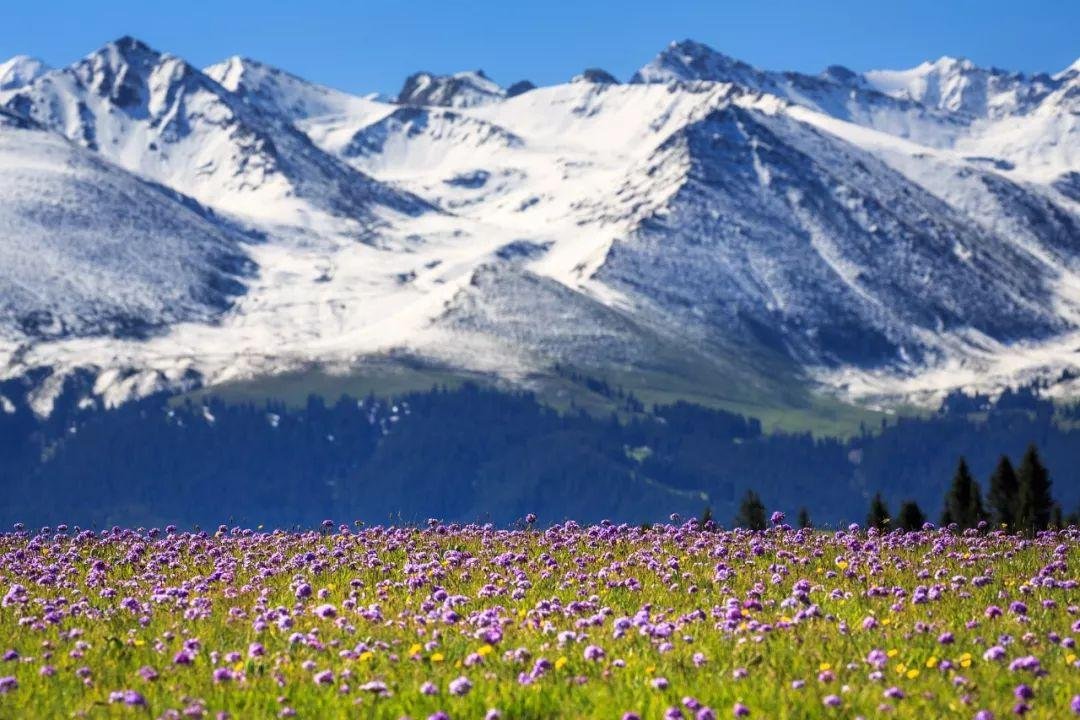 Lavender fields in the Ili Valley, Xinjiang